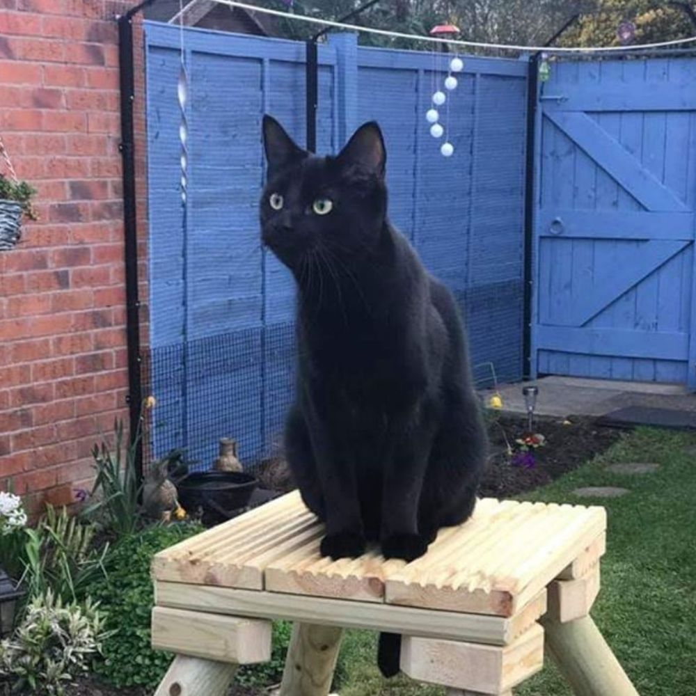 Do Cat Fences Work?
