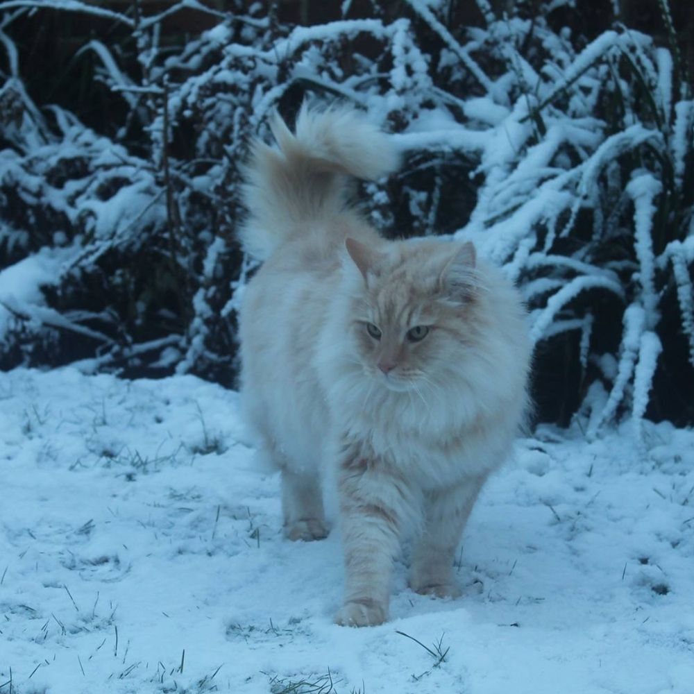 Do Cats Like the Snow? Cat Safety Tips