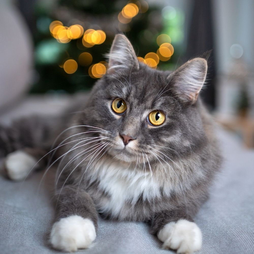 Do Cats Prefer Real or Fake Christmas Trees?