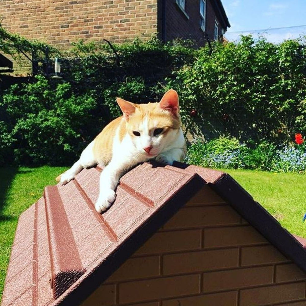 Do Cats Really Have Nine Lives?