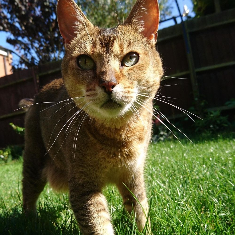 Do Your Research Before Buying a Cat from a Breeder