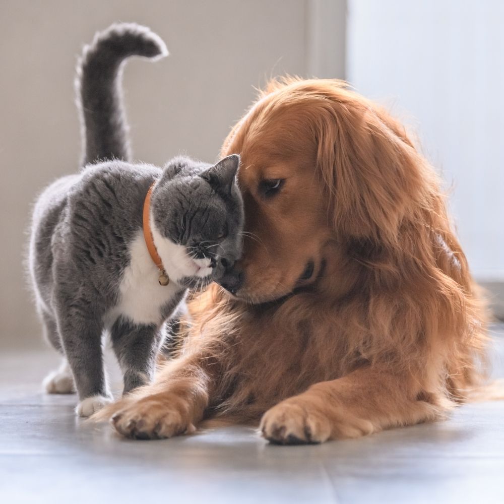 Dog Attacks on Cats