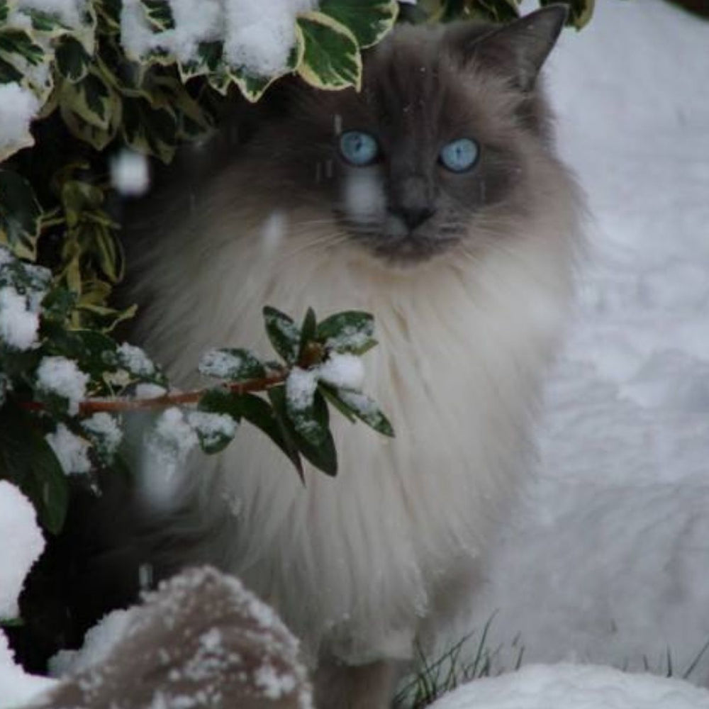 Dogs and Cats Aren’t for Christmas