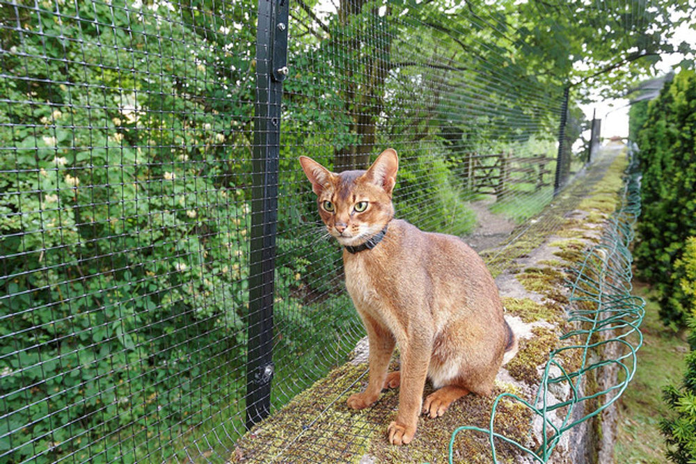 5 Tips to Prevent Cats from Hunting