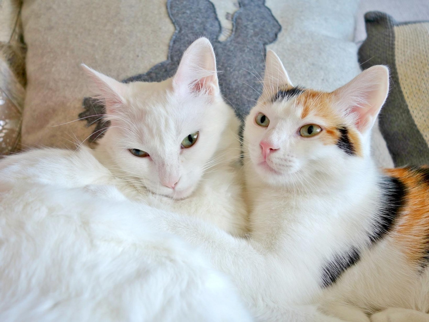 Exclusive Offer to ProtectaPet Customers for Cat Sitting