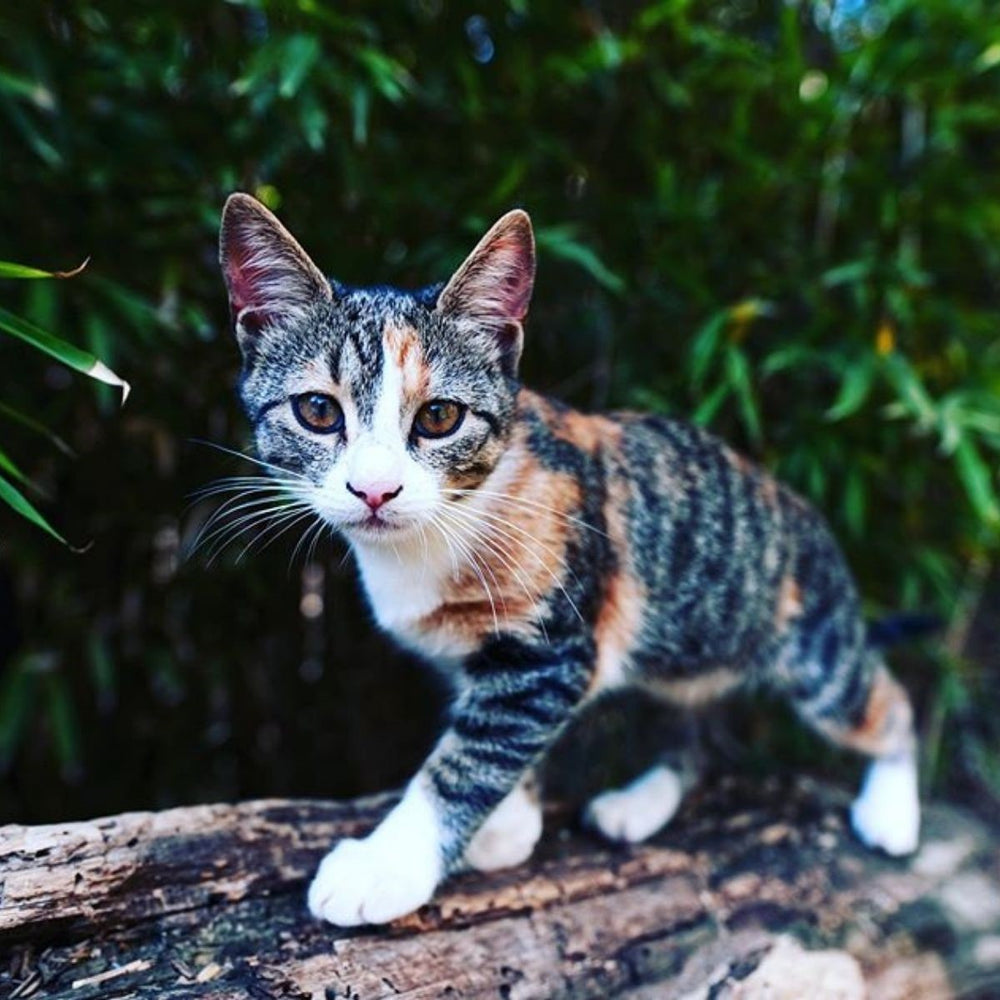 Fascinating Cat Facts for Cat Fans