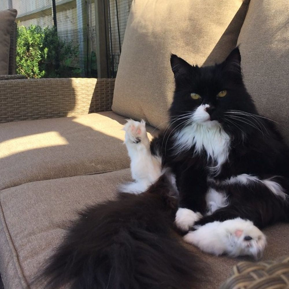 Firework Safety Tips for Cats and Dogs