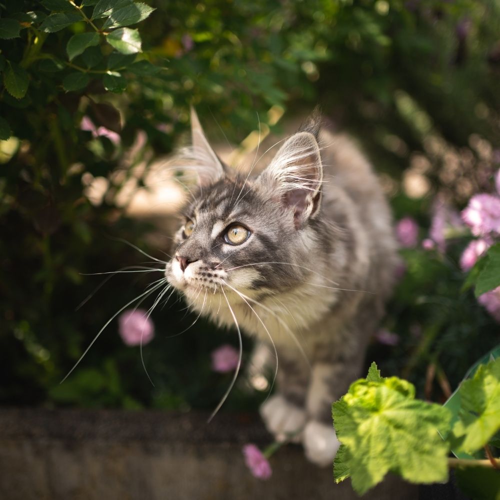 First Confirmed UK Case of Covid-19 in Cats – But There’s No Need to Panic
