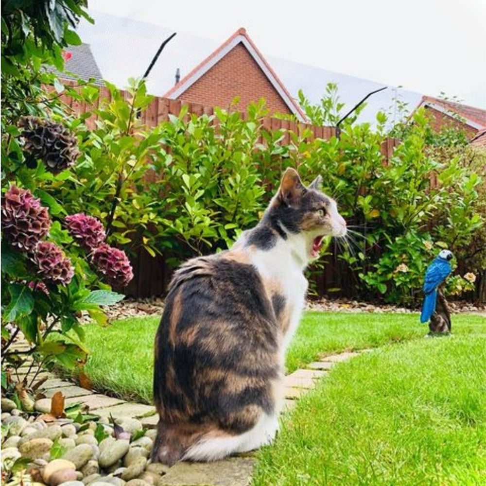 FIV – What is it and What are the Symptoms?