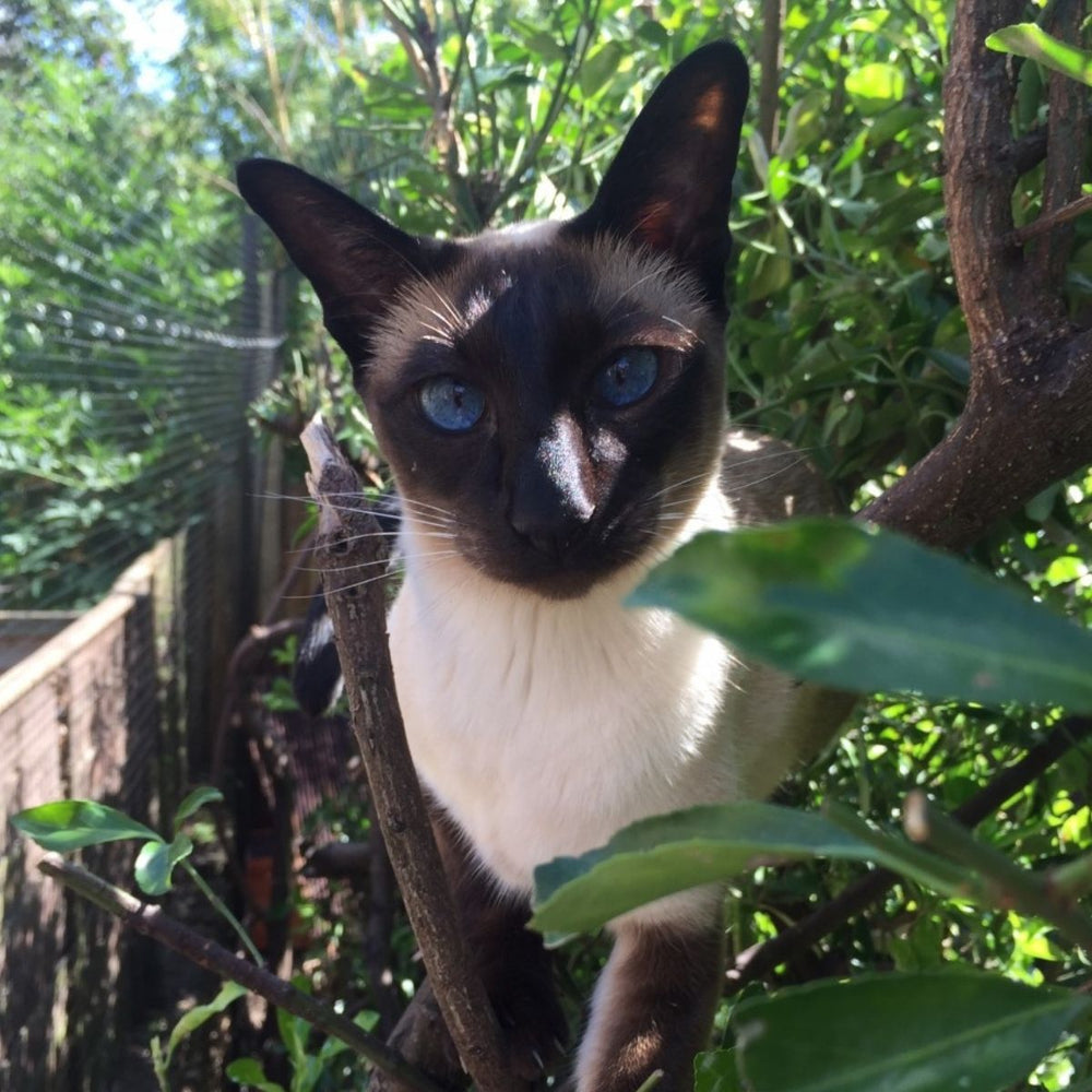 Five Facts about Siamese Cats