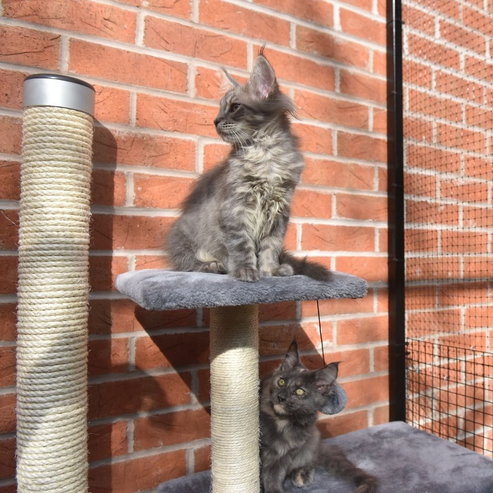 Free Cat Scratch Post on Professional Installations
