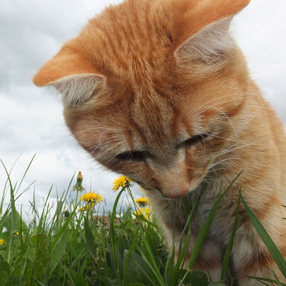 Fresh RSPCA Appeal After Suspected Cat Poisonings in Derbyshire