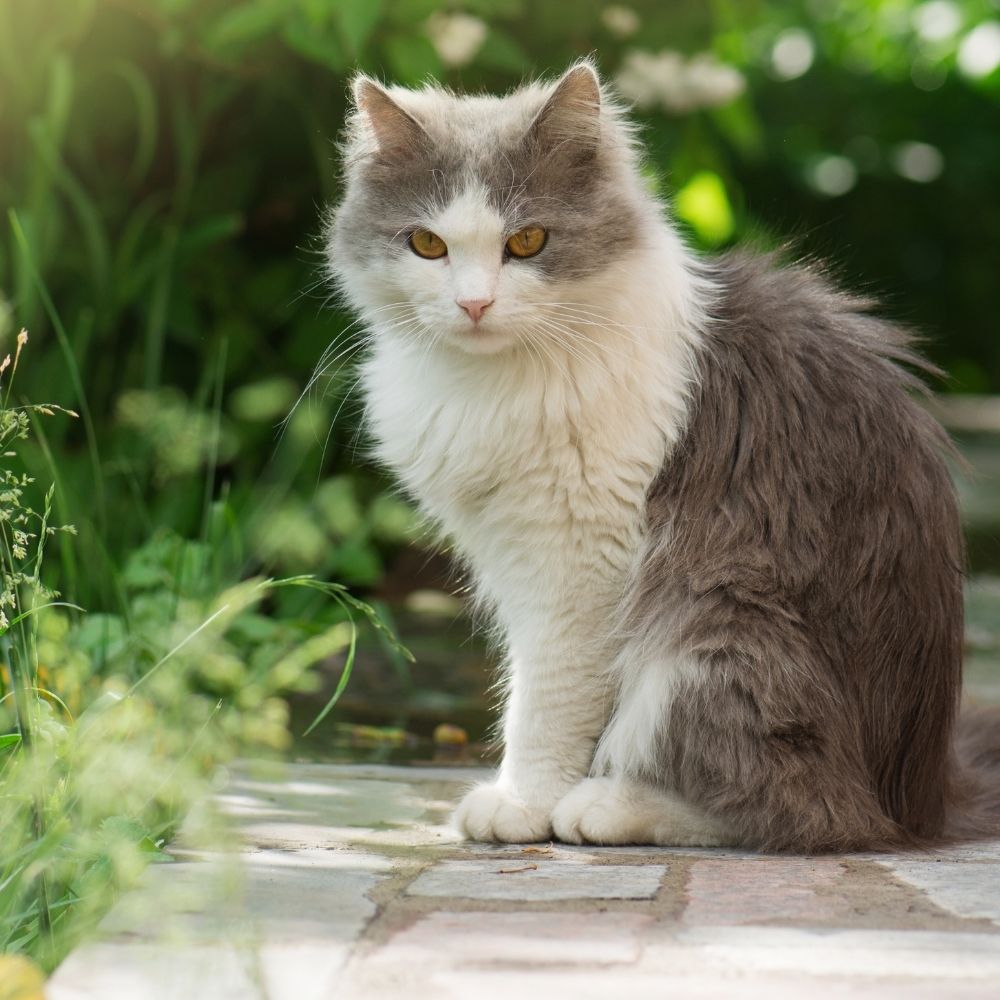 Gardening with Cats During Lockdown