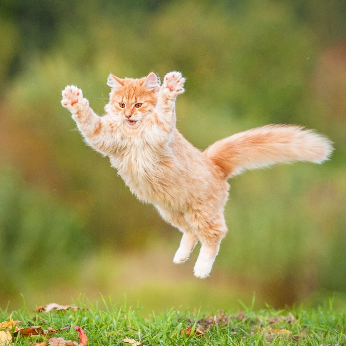 Give Your Cat A Staycation They’ll Love When You Travel in 2017
