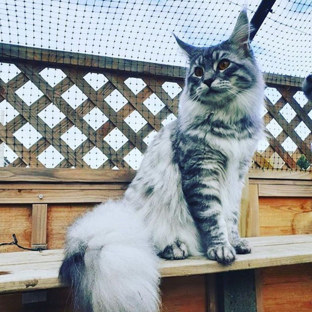 Have you seen the trend in Cat Shelves?