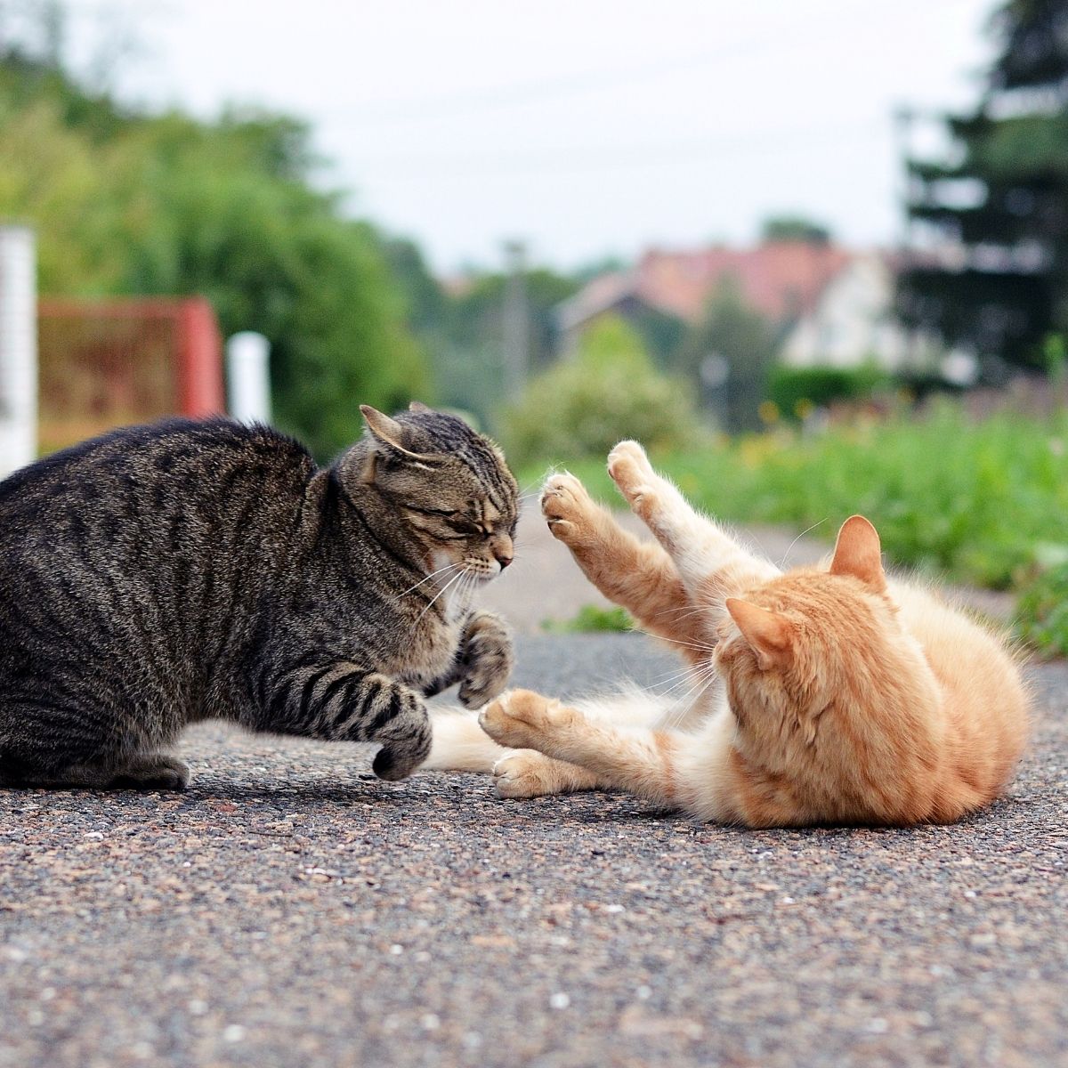 Help: My Cat is Being Bullied by My Neighbours Cat!