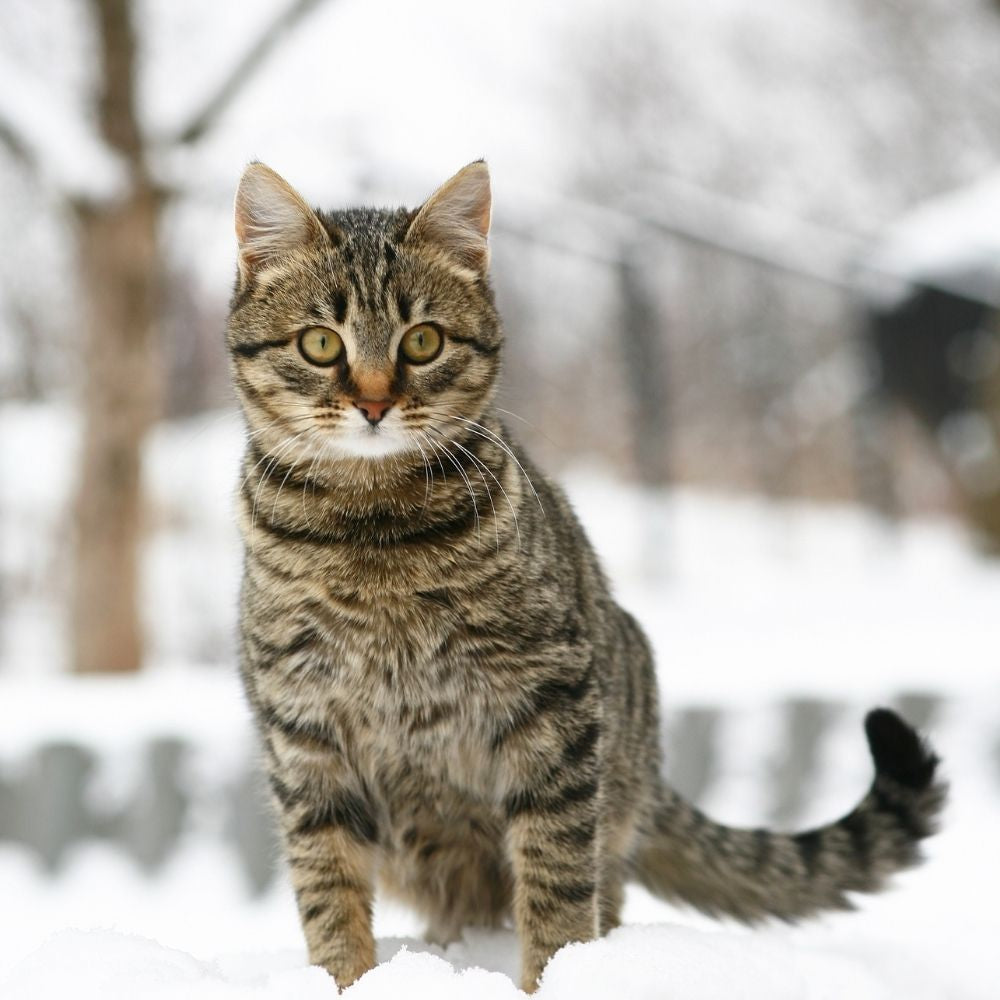 Helping Homeless Cats in Winter