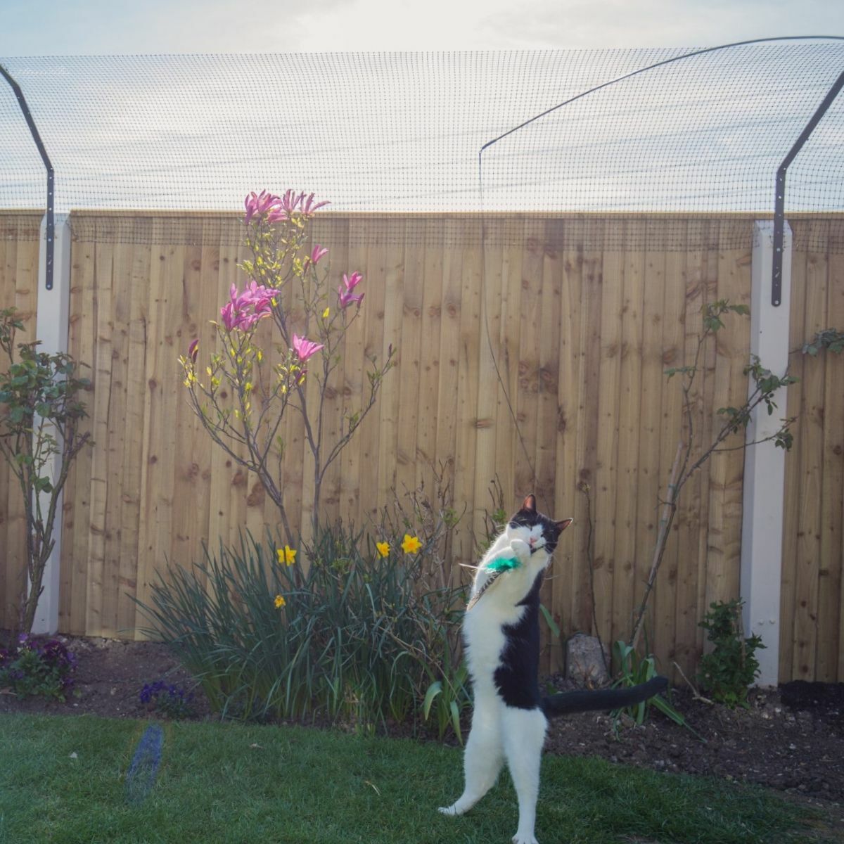 How Can I Cat Proof My Garden?