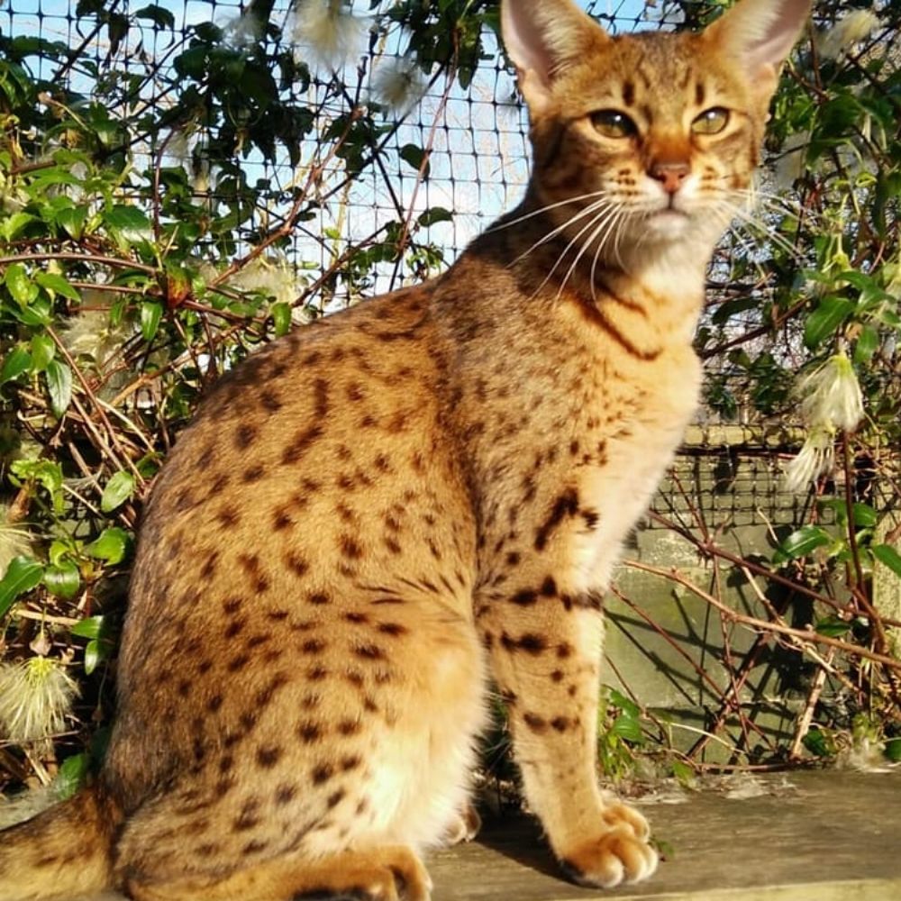 How Can I Stop My Cat from Hunting?