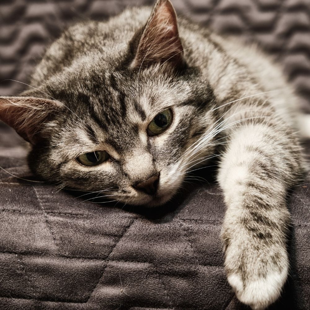 How Can I Tell if My Cat's In Pain?