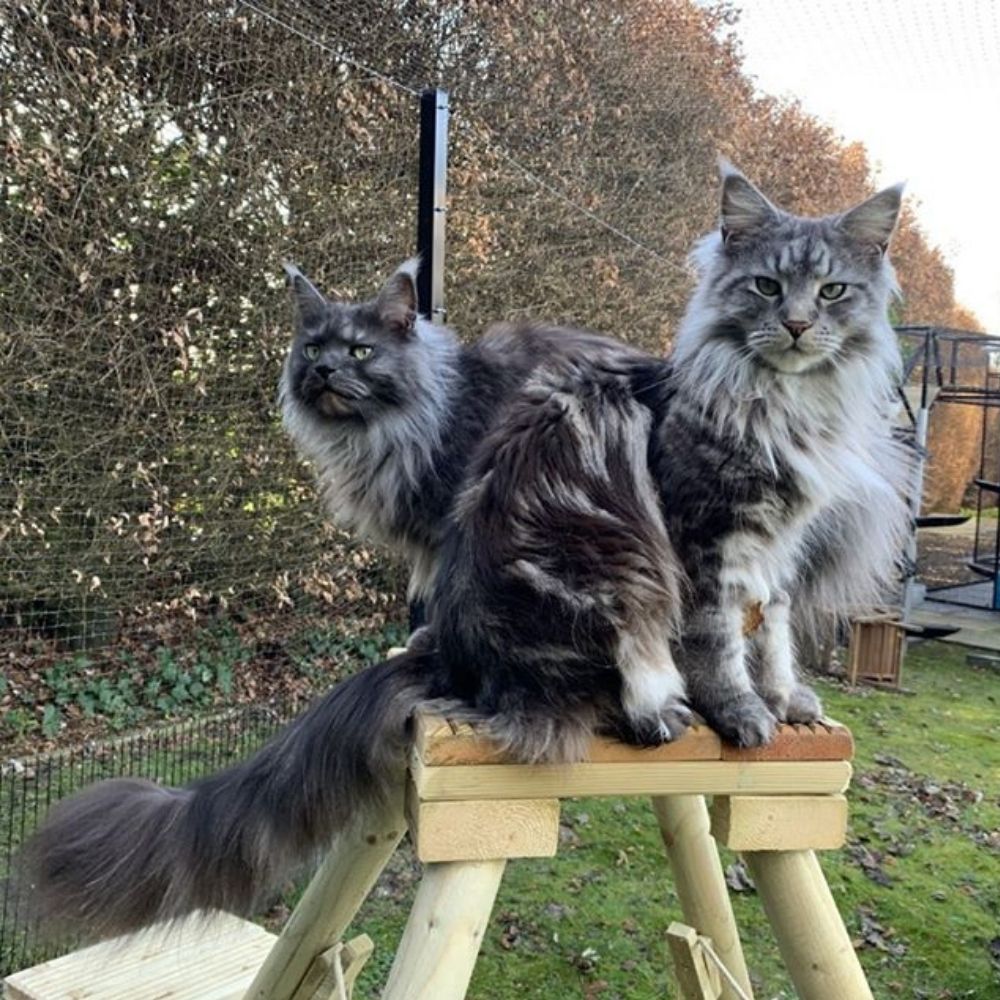 How Do I Cat Proof My House?