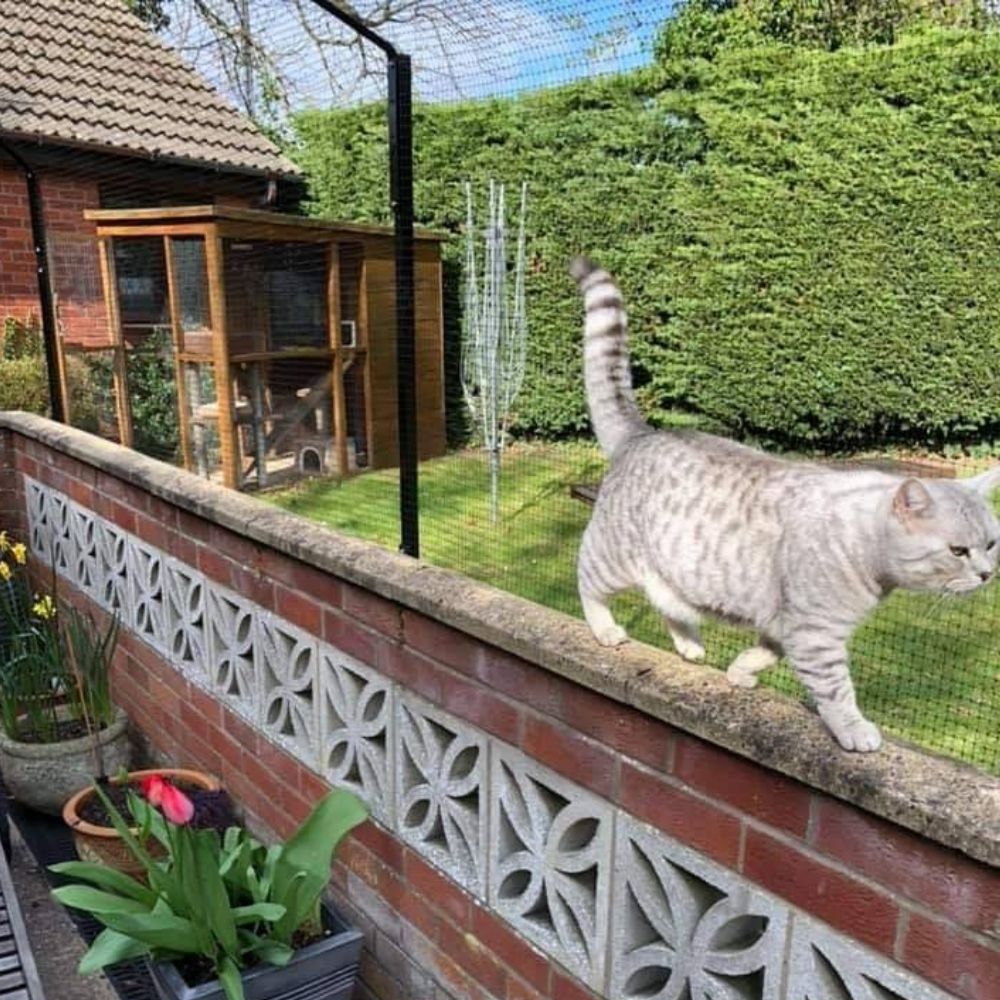 How Do You Deter Cats from Your Garden?