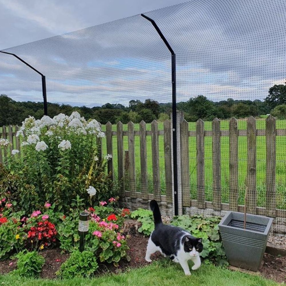 How Neighbours Can Legally Keep Your Cat Off Their Property