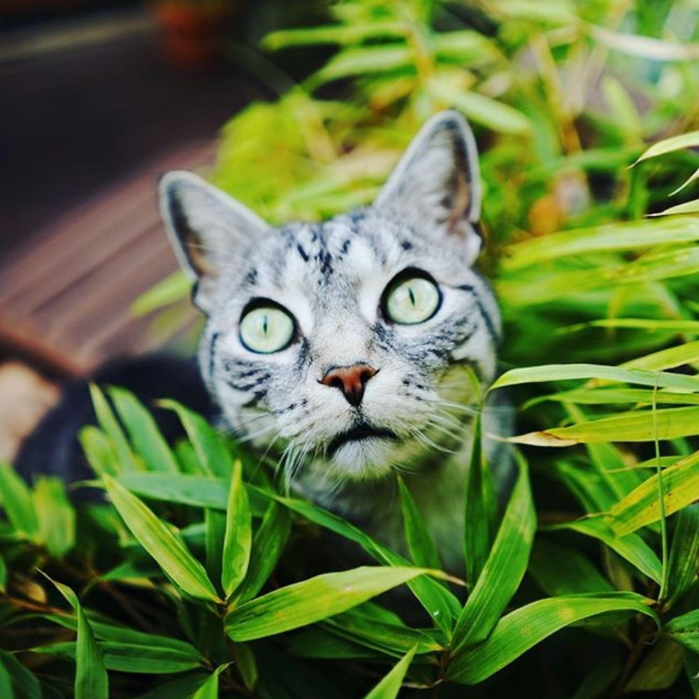 How to Care for Your Cat in the Summer