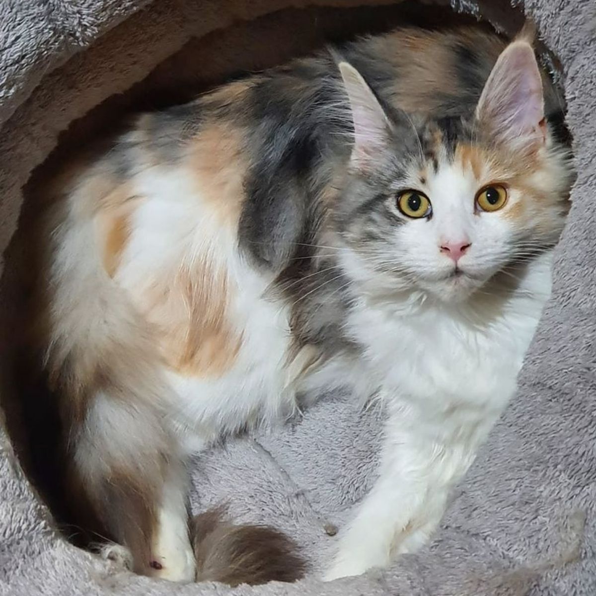 How to Choose the Right Bedding for Your Cat