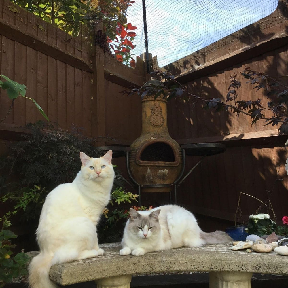 How to Create a Stimulating Garden for Cats