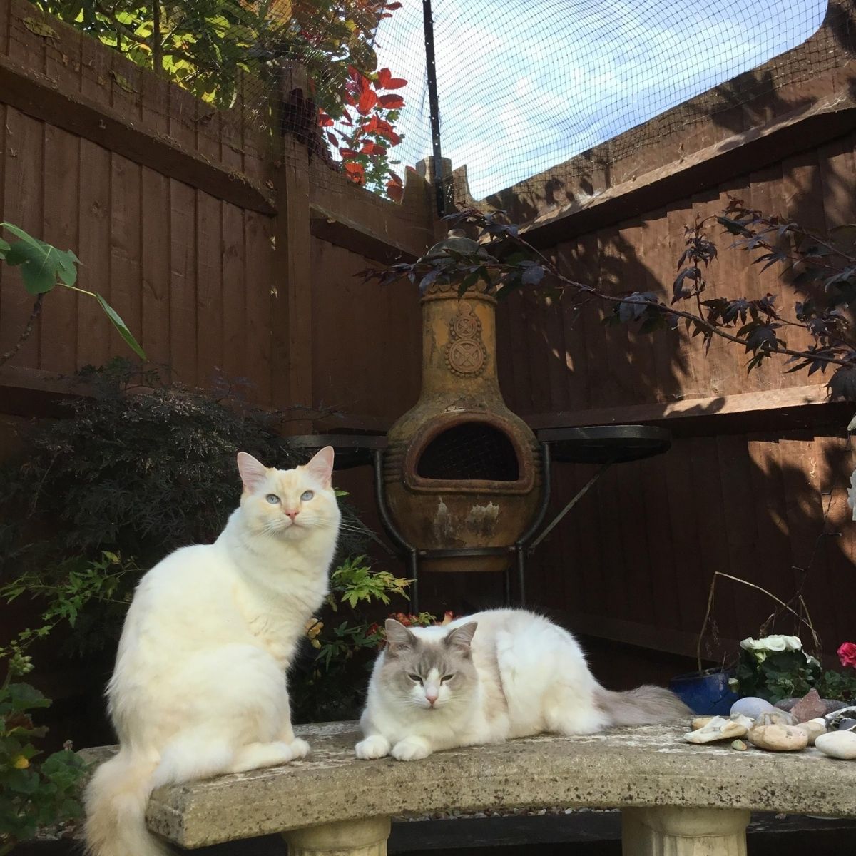 How to Create a Stimulating Garden for Cats