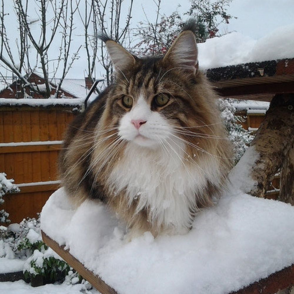 How to Create a Winter Garden Your Cat Will Love