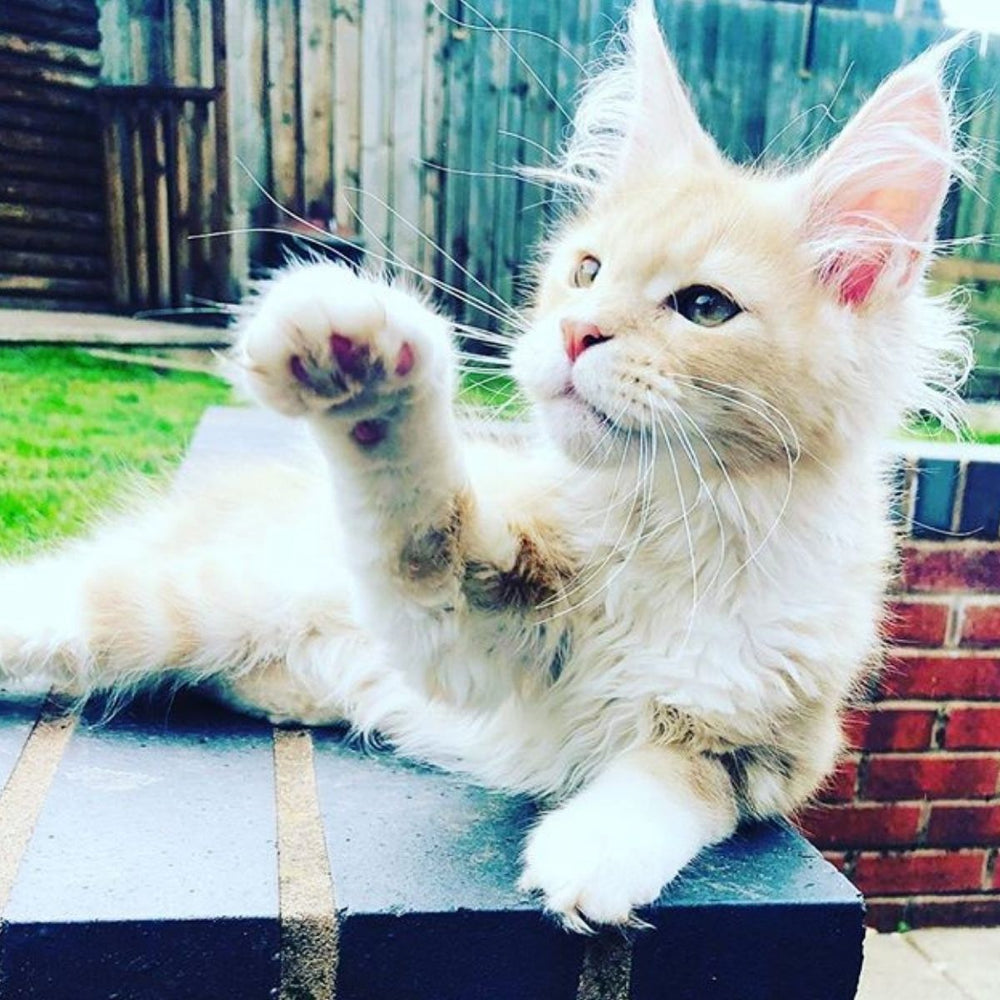 How to Help Indoor Cats Stay Active