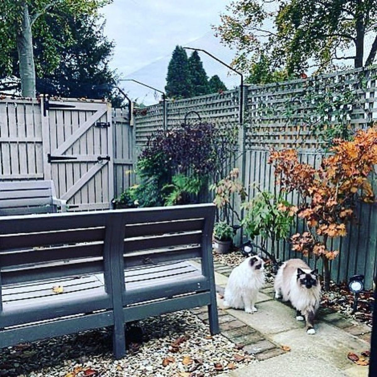 How to Help your Cats Get Along