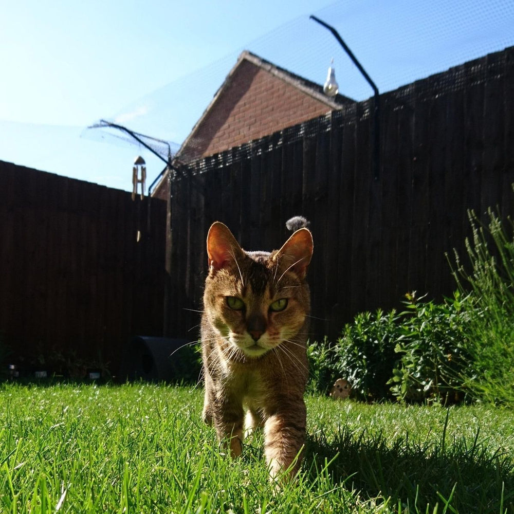 How to Keep Cats Cool in a Heatwave