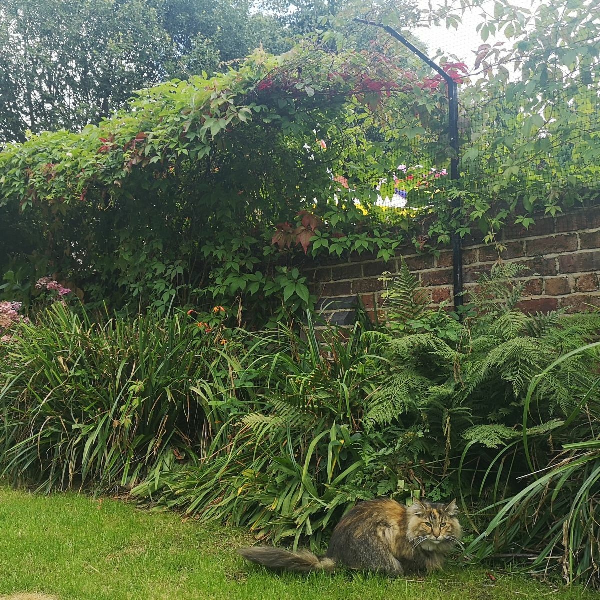 How to Keep Cats Safe During a Pandemic