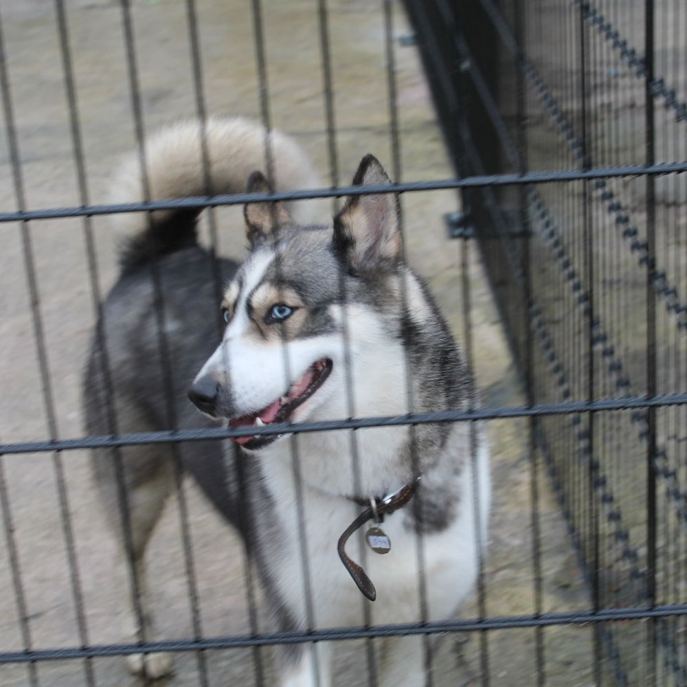 How to Keep Dogs Cool in Summer