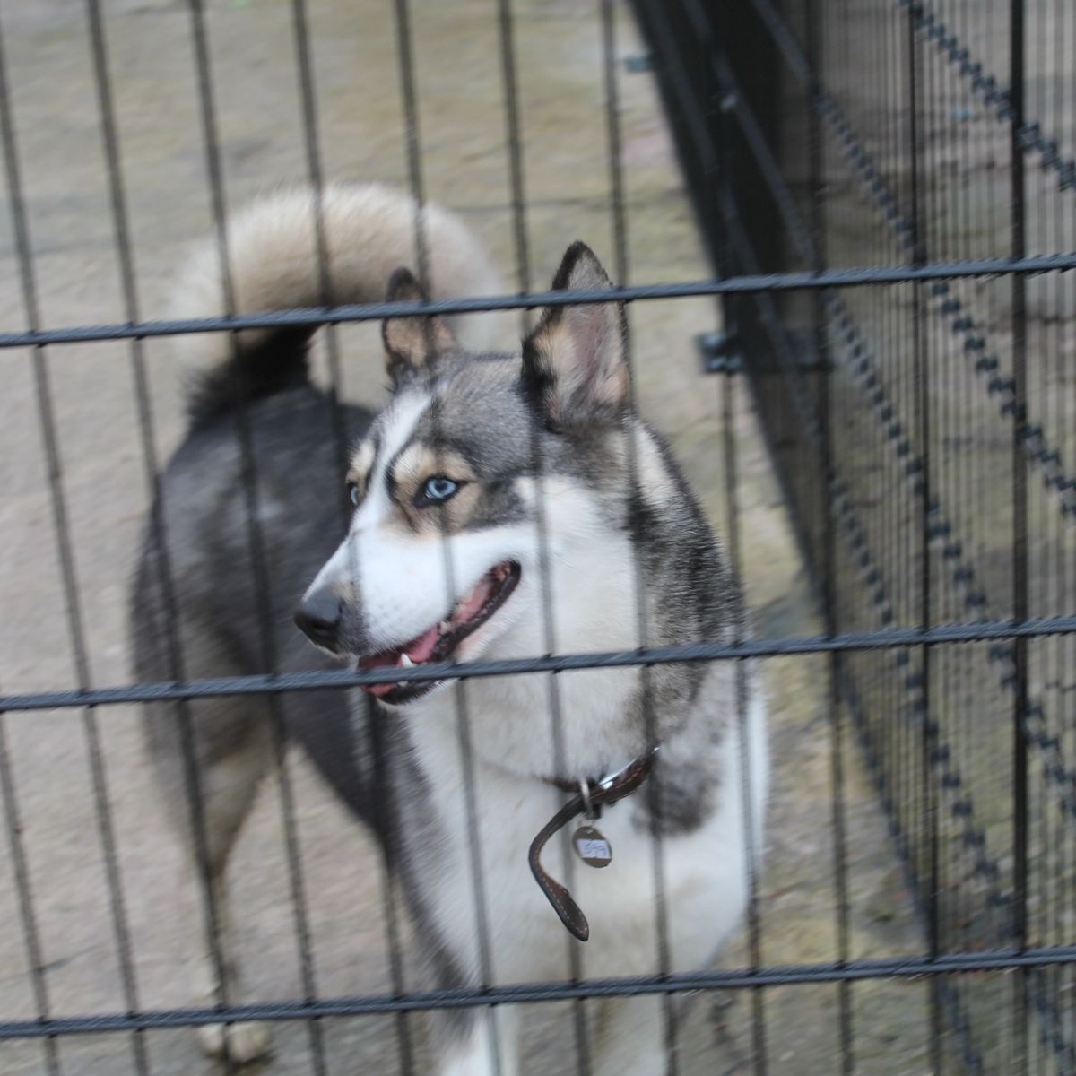 How to Keep Dogs Cool in Summer