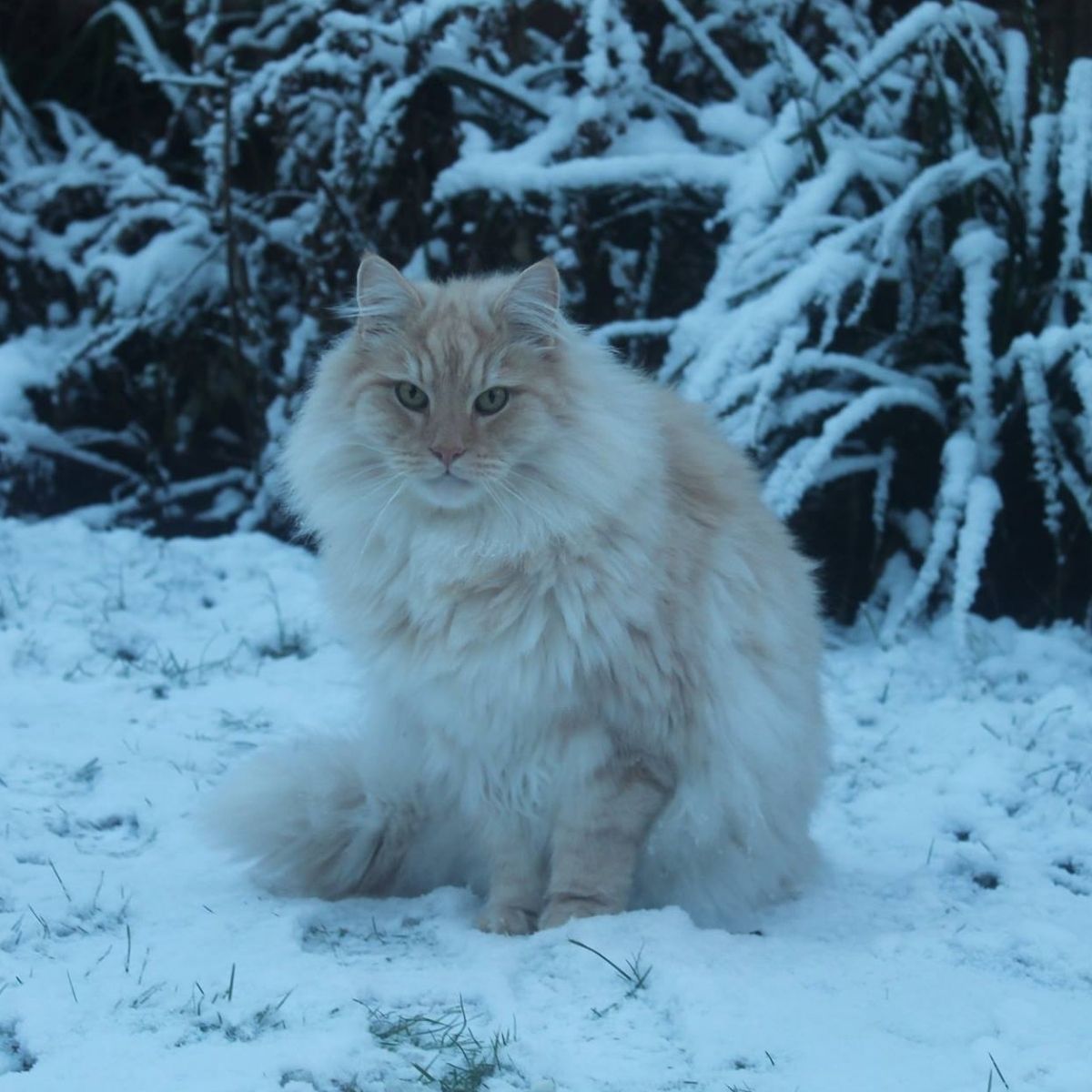 How to Keep Your Cats Safe from Antifreeze Poisoning