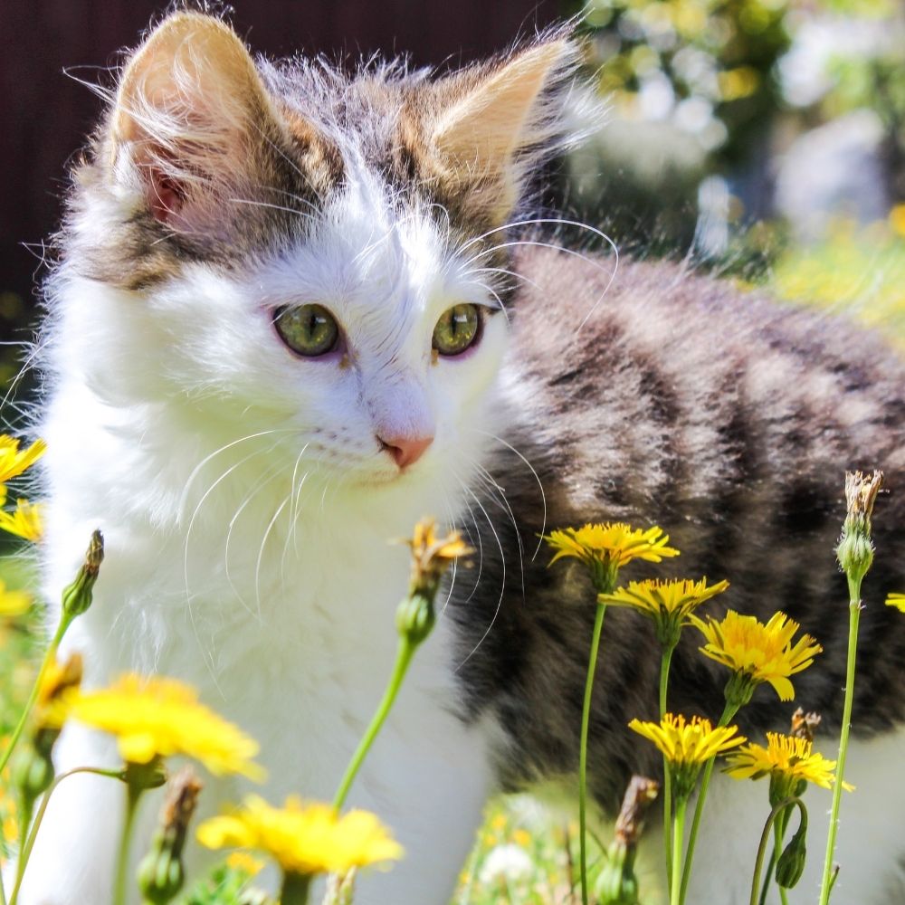 How to Prepare for Your New Kitten: New Resource