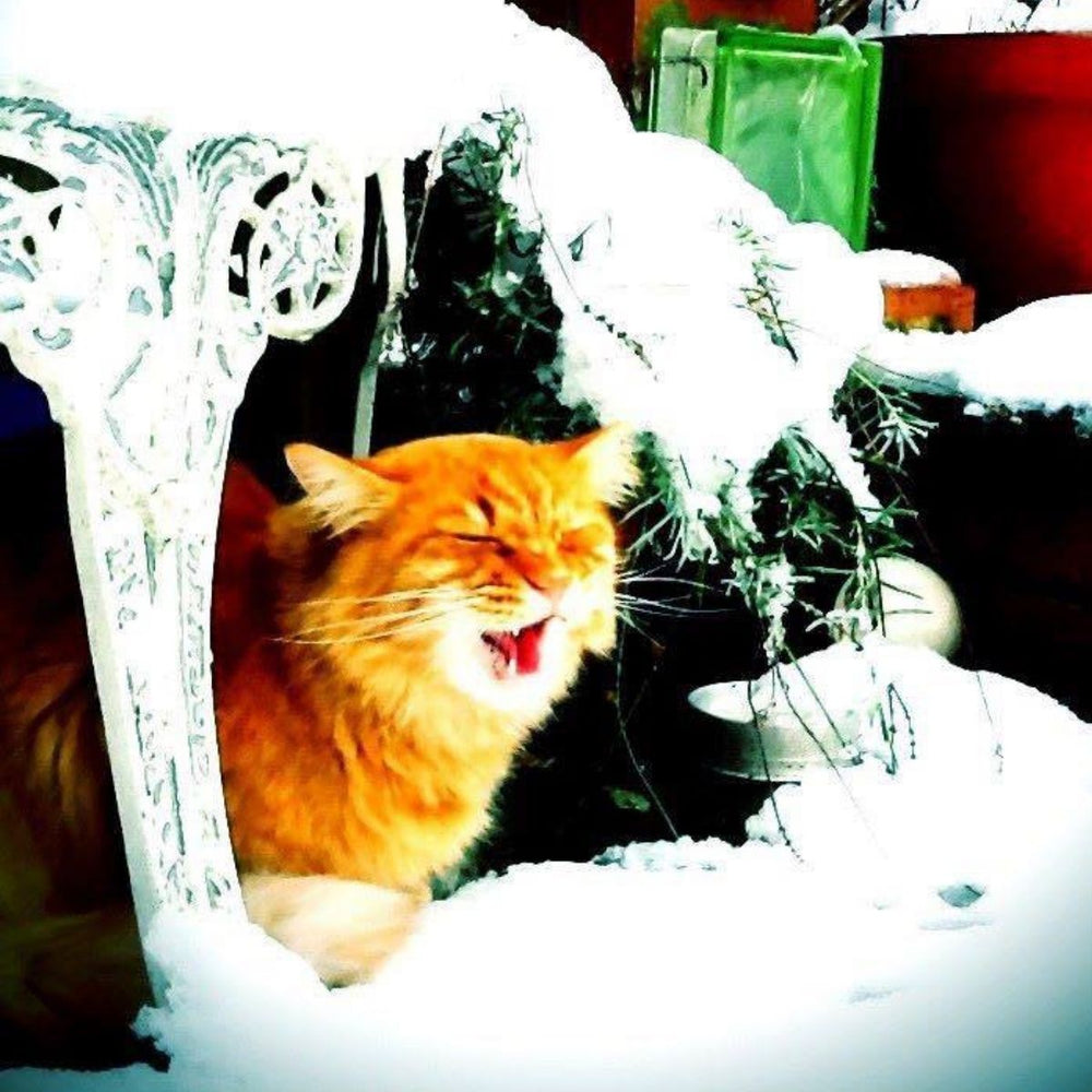 How to Protect Your Cats from Antifreeze Poisoning