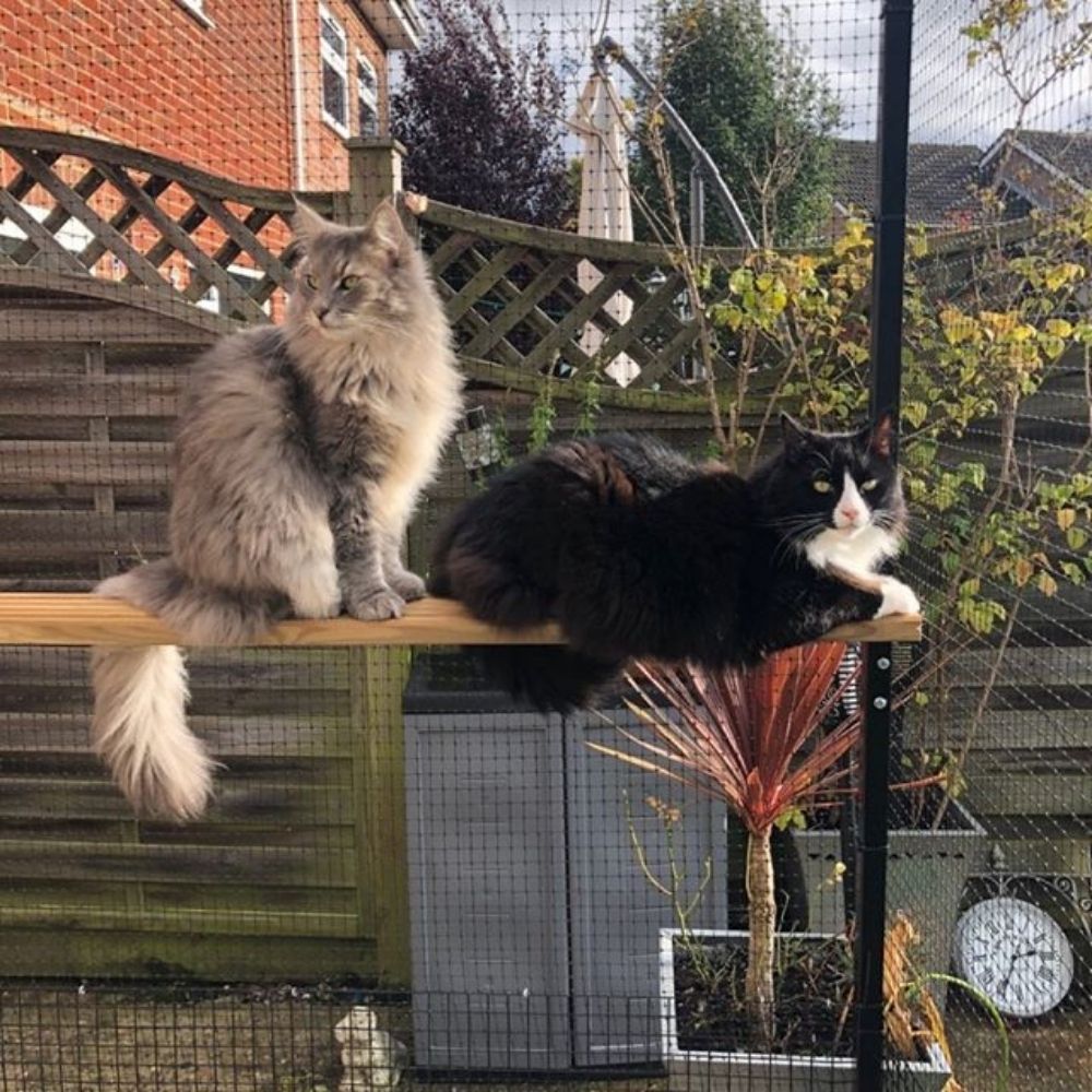 How to Stimulate Your Contained Kitty