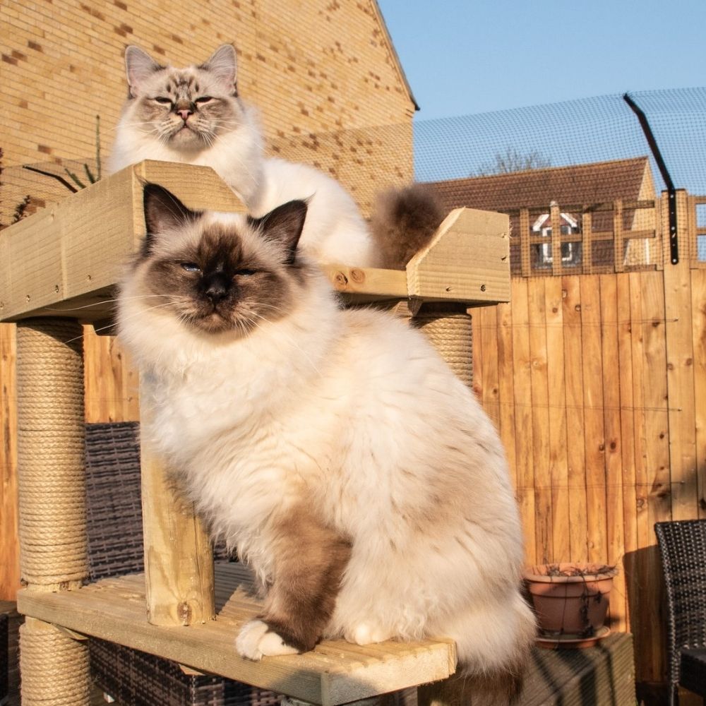 How to Stop Cats Fighting