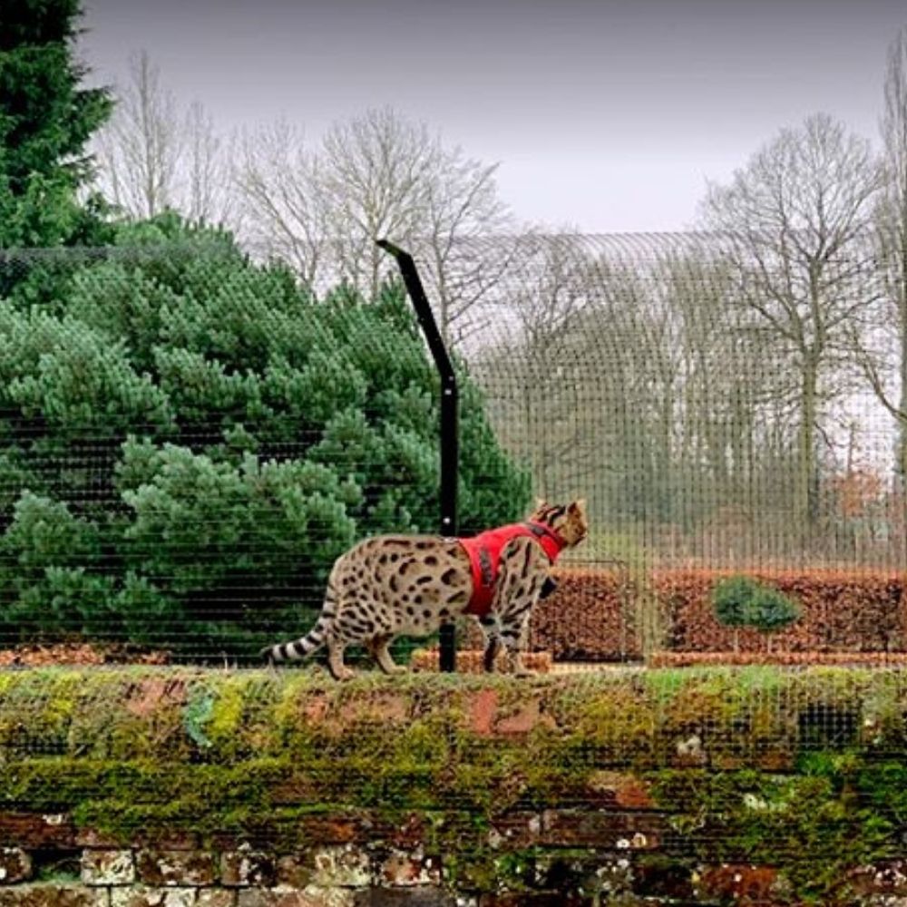 How to Train your Cat to Walk on a Leash