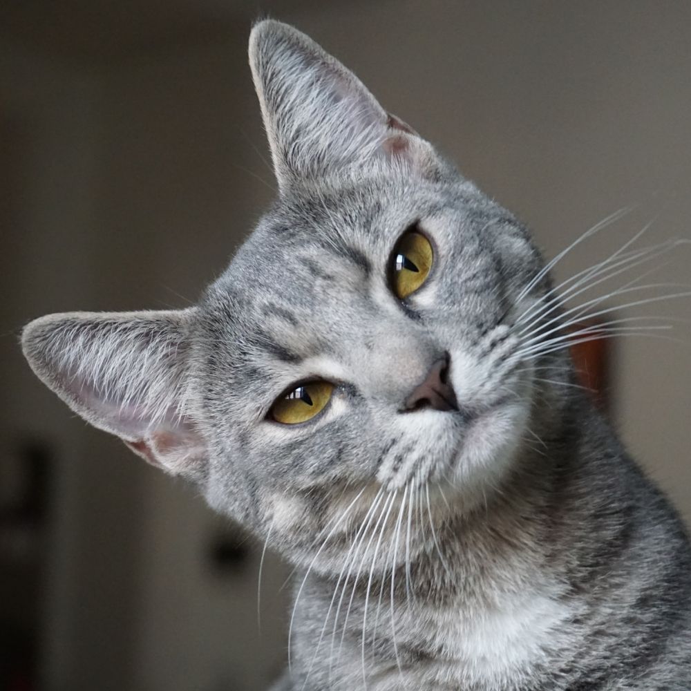 How Well Do You Know Your Cat?