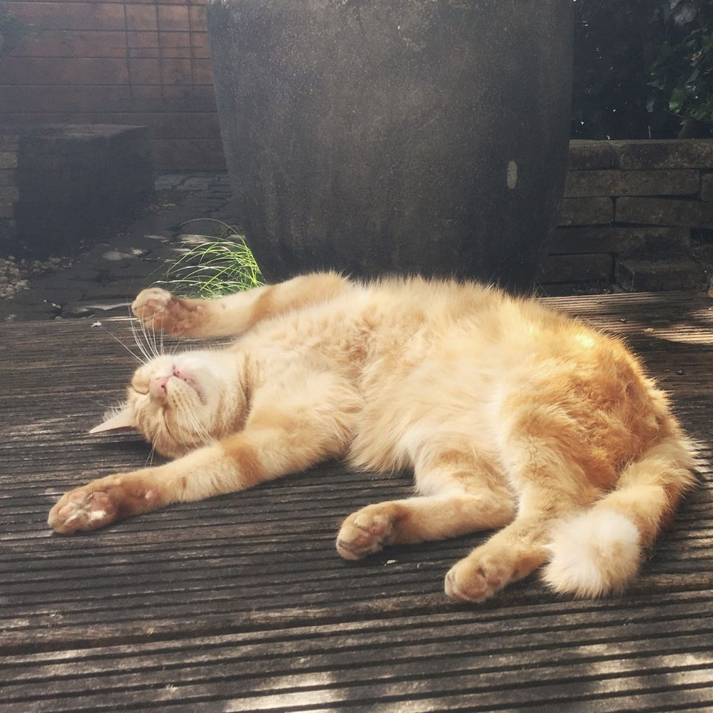 Improve Your Cats Health and Welfare with a New Feeding Plan