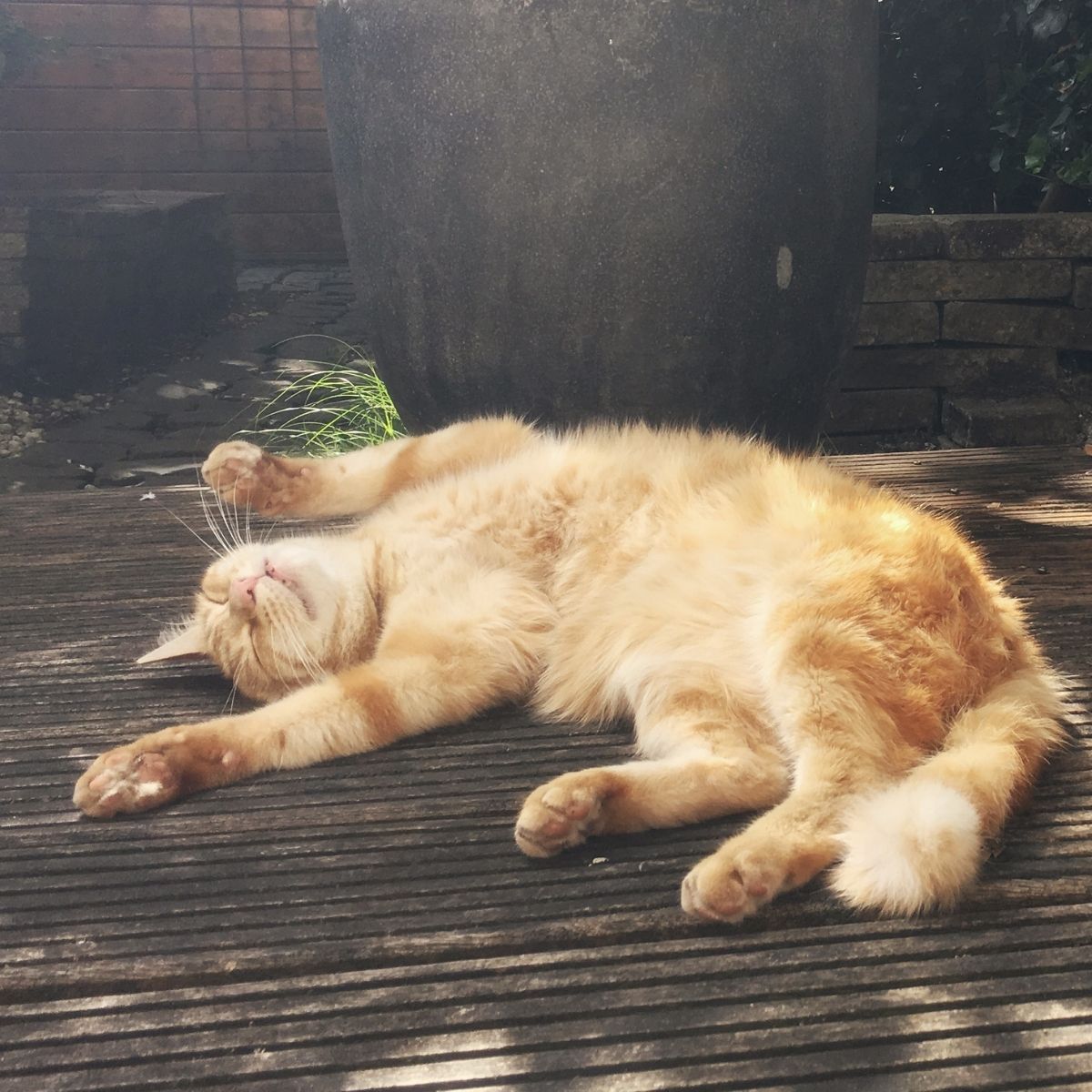 Improve Your Cats Health and Welfare with a New Feeding Plan