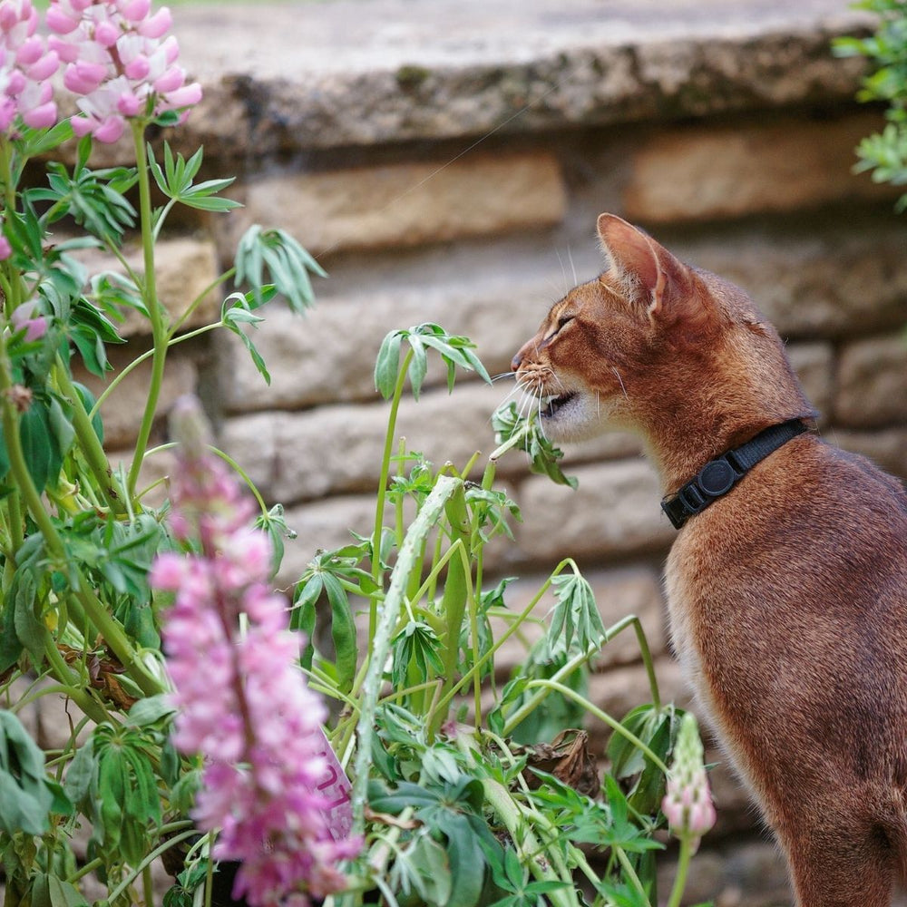 Indoor Cats Verses Outdoor Cats – What are the Benefits?