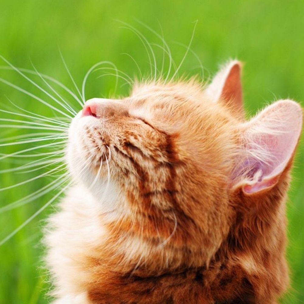 International Cat Care Kittenhood Winners Announced