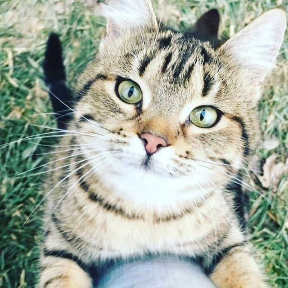 Introducing Bionic Basil the Cat